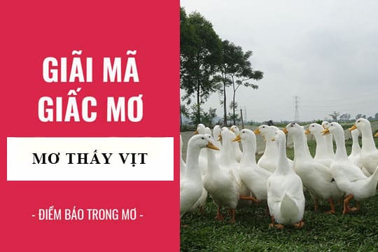 Mơ thấy vịt may hay rủi?